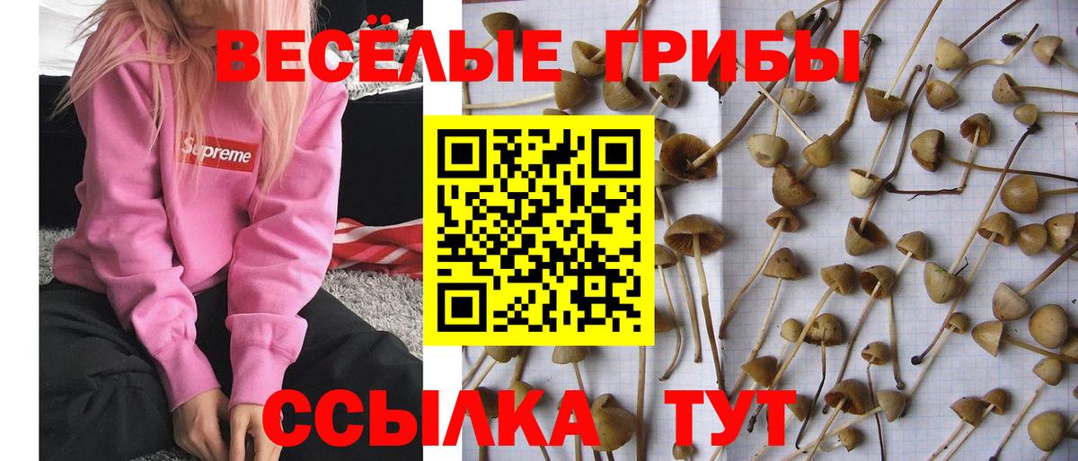 Галлюциногенные грибы Cubensis Черемхово